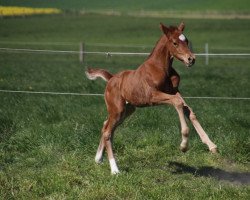 dressage horse Picasso (Oldenburg, 2020, from Moosbachhof's Peron)