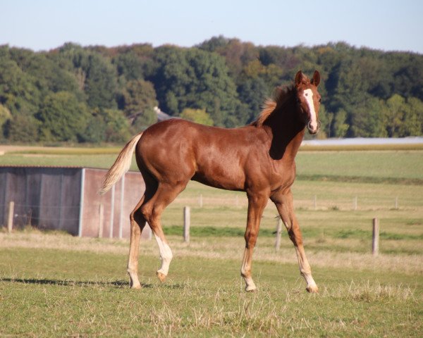 dressage horse Boccia (Oldenburg, 2019, from Baron)