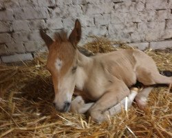 Dressurpferd starlight´s Cherry DW (Deutsches Reitpony, 2020, von Reitland's Du oder Keiner)