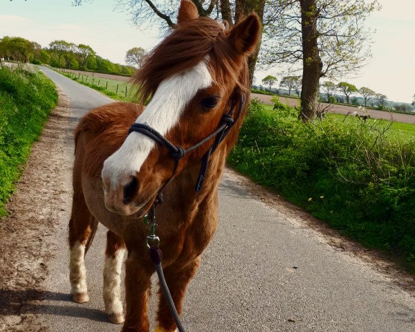 dressage horse Big-Dream (German Riding Pony, 1996, from Black Dancer)