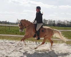 broodmare Mai Girl (German Riding Pony, 2013, from FS Mr. Right)