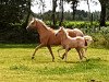 broodmare Starlight's Juletta (German Riding Pony, 2010, from Rheingold)