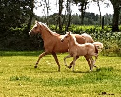 Zuchtstute Starlight's Juletta (Deutsches Reitpony, 2010, von Rheingold)