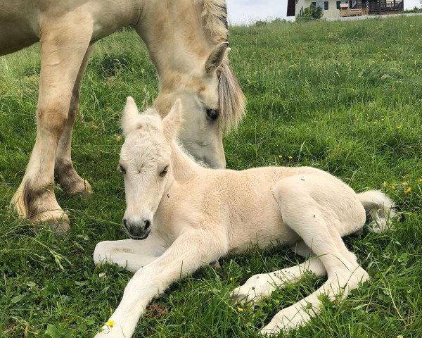 horse Calina C'est la vie (Fjord Horse, 2020, from Ilribo)