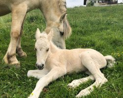 horse Calina C'est la vie (Fjord Horse, 2020, from Ilribo)