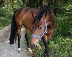 dressage horse Romanciero (Oldenburg, 2012, from Glock's Romanov)