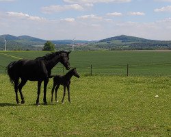 broodmare Feine Fürstin (Hanoverian, 2010, from Fürst Romancier)