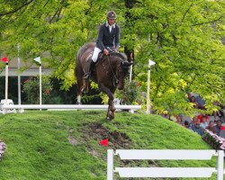 Springpferd Dadullah (KWPN (Niederländisches Warmblut), 2008, von VDL Wittinger)