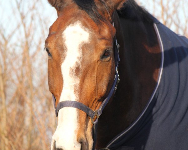 dressage horse Donatus vd Ulfenburg (Oldenburg, 2007, from Don Larino 171 FIN)