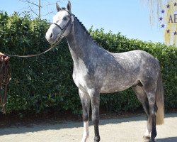 stallion Dollars For Ever 111 Z (Zangersheide riding horse, 2015, from De Flor 111 Z)