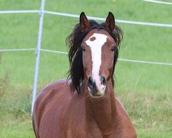 Pferd Filou (Lusitano, 2011)