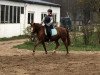 dressage horse First Love 28 (German Riding Pony, 2005, from De Angelo B)