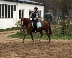 Dressurpferd First Love 28 (Deutsches Reitpony, 2005, von De Angelo B)