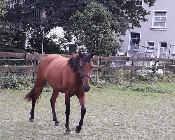 horse Cigarra (Cruzado-Portugues, 2018)