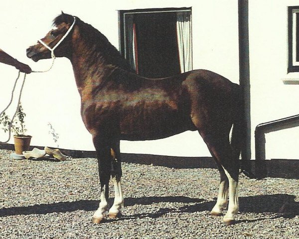 Deckhengst Aros Music Man (Welsh Mountain Pony (Sek.A), 1988, von Coed Coch Llafar)