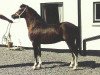 stallion Aros Music Man (Welsh mountain pony (SEK.A), 1988, from Coed Coch Llafar)