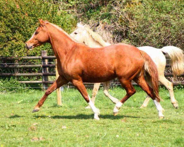 broodmare Beecott Chardonnay (German Riding Pony, 2013, from FS Champion de Luxe)