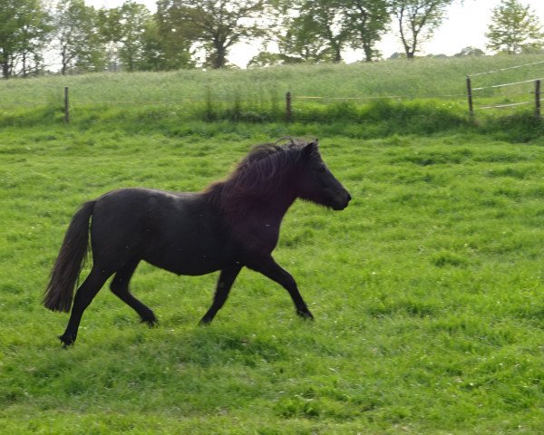 Zuchtstute Weshorns Fidelia (Shetland Pony,  , von Wellenbergs Winzer)