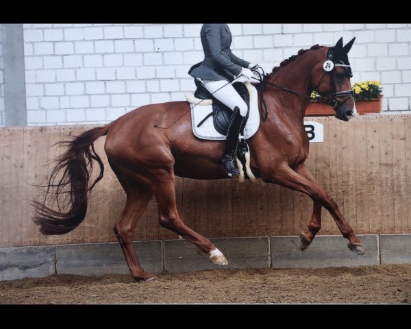 dressage horse All Fancy-Schmancy (Westphalian, 2014, from All At Once)
