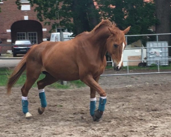 dressage horse Nea Mie (Oldenburg, 2001, from Bmc Don Cardinale)