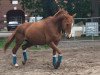 dressage horse Nea Mie (Oldenburg, 2001, from Bmc Don Cardinale)