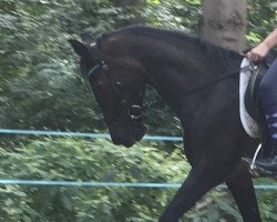 dressage horse Fienchen (Pony without race description, 2003)