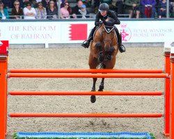 broodmare Madame X (Oldenburg show jumper, 2007, from Continio)