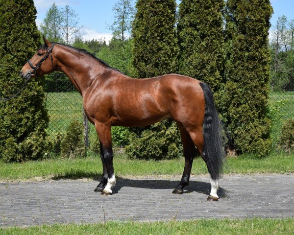horse Bazyl (Polish Warmblood, 2017, from Quartier Latin)