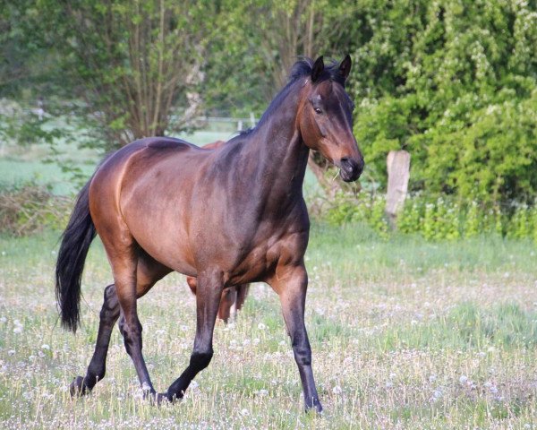 broodmare Eluis (Trakehner, 2008, from Krokant)