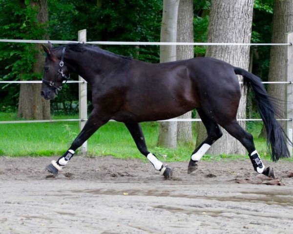 horse Welterbin (Hanoverian, 2007, from Weltregent H)
