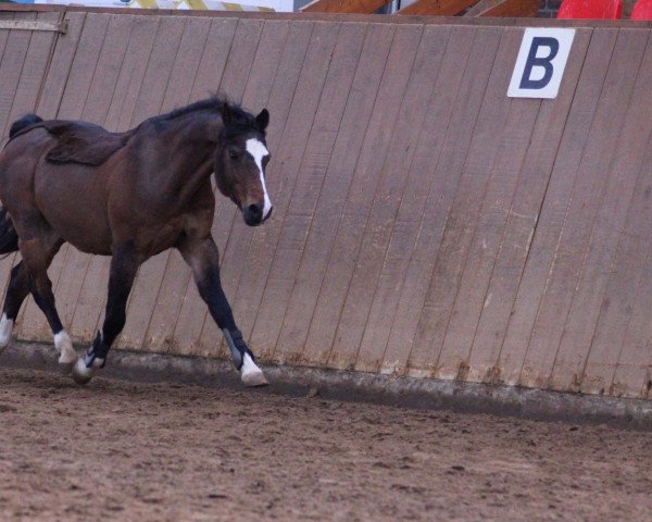 dressage horse Romeo (Welsh-Pony (Section B), 2003, from Mahrdorf Regent)