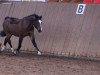 Dressurpferd Romeo (Welsh Pony (Sek.B), 2003, von Mahrdorf Regent)