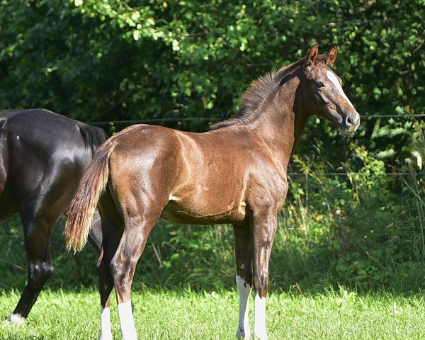 Pferd Sandiro US (Oldenburger, 2019, von Sandro Song)