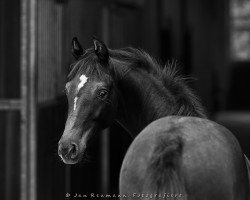 Pferd Corwina US (Oldenburger, 2019, von Wynton)