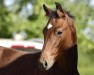 Springpferd Calou Us (Holsteiner, 2019, von Casall)