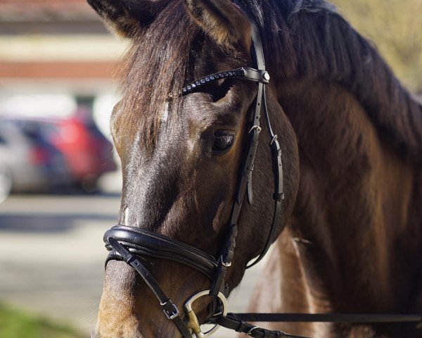 broodmare Josie US (Holsteiner, 2017, from Dominator 2000 Z)