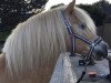 horse Artos (Haflinger, 2000, from Amsterdam)