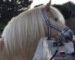 Pferd Artos (Haflinger, 2000, von Amsterdam)