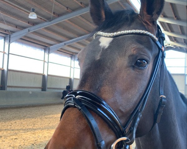 dressage horse Schlumpfine (Oldenburg, 2017, from Show Star)