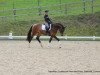 dressage horse Honoré de Balzac (Trakehner, 2014, from Cadeau)