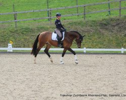 dressage horse Honoré de Balzac (Trakehner, 2014, from Cadeau)