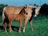 Zuchtstute Monique (Nederlands Rijpaarden en Pony, 1984, von El Beauty)