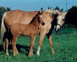 broodmare Monique (Nederlands Rijpaarden en Pony, 1984, from El Beauty)