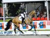 dressage horse Benvenuto 9 (Oldenburg, 2009, from Belissimo NRW)