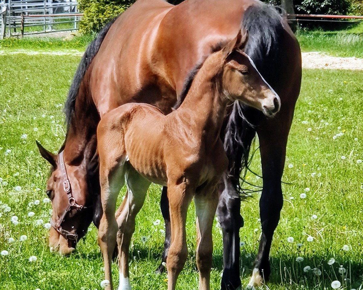 broodmare Girasol MW (Oldenburg show jumper, 2020, from Diaron OLD)