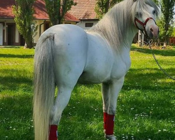 Pferd Szépfiu (sonstiges Pony,  )