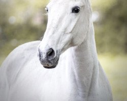 Zuchtstute Garina (Deutsches Reitpferd, 2003, von Gran Graveur)