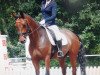 dressage horse Graziano (German Sport Horse, 2006, from Grafenstolz)