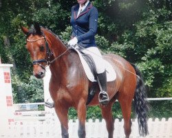 dressage horse Graziano (German Sport Horse, 2006, from Grafenstolz)