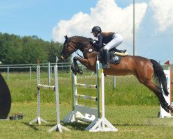 Springpferd Levistelle (Deutsches Sportpferd, 2009, von Levinus)